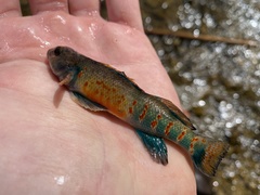 Etheostoma variatum