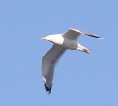 Larus argentatus