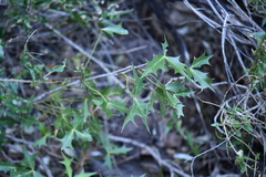 Berberis harrisoniana