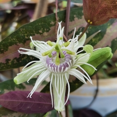Passiflora trifasciata
