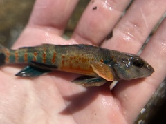 Etheostoma variatum
