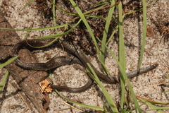 Natriciteres