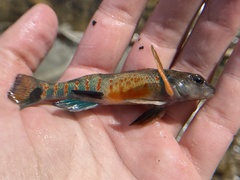 Etheostoma variatum