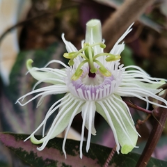 Passiflora trifasciata