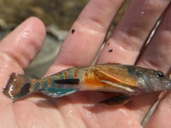 Etheostoma variatum