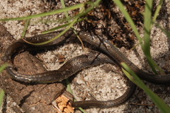 Natriciteres