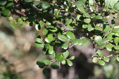 Diospyros humilis