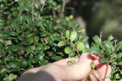 Diospyros humilis