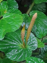 Peperomia pachystachya