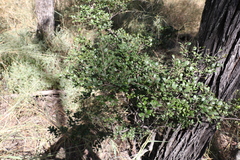 Diospyros humilis