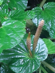 Peperomia pachystachya