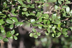 Diospyros humilis