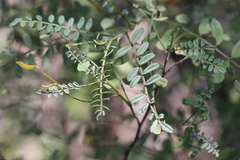 Indigofera brevidens