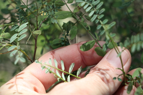 Image of Indigofera brevidens by (c) Greg Tasney, some rights reserved (CC BY-SA)