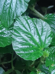 Peperomia pachystachya