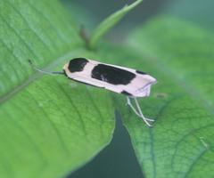 Thysanoptyx tetragona