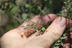 Indigofera brevidens