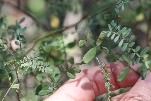 Image of Indigofera brevidens by (c) Greg Tasney, some rights reserved (CC BY-SA)