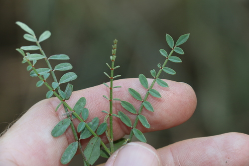Image of Indigofera brevidens by (c) Greg Tasney, some rights reserved (CC BY-SA)