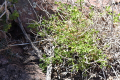 Pleurocoronis laphamioides