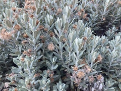 Olearia moschata