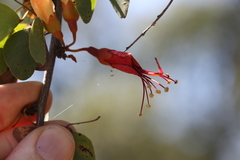 Lysiphyllum carronii, photograph (c) Greg Tasney, some rights reserved (CC BY-SA)