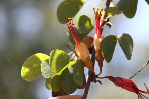 Lysiphyllum carronii, photograph 1
