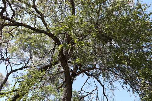 Image of Lysiphyllum carronii by (c) Greg Tasney, some rights reserved (CC BY-SA)