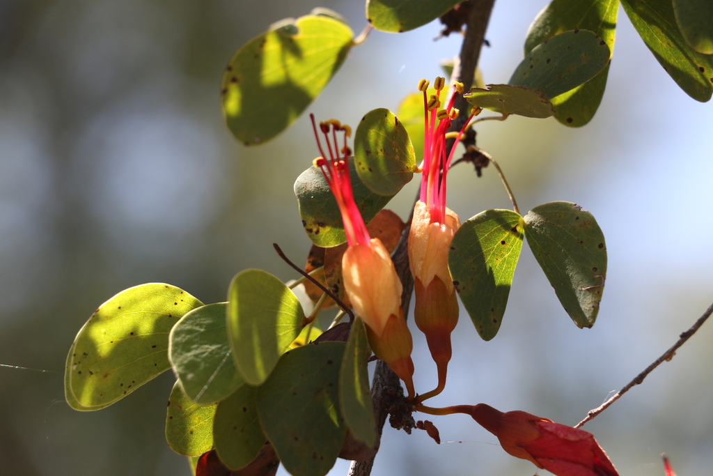 Lysiphyllum carronii (F.Muell.) Pedley