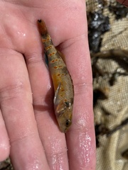 Etheostoma variatum