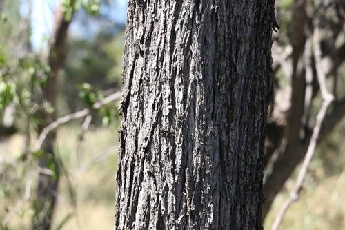 Lysiphyllum carronii, photograph 3