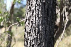 Lysiphyllum carronii, photograph (c) Greg Tasney, some rights reserved (CC BY-SA)
