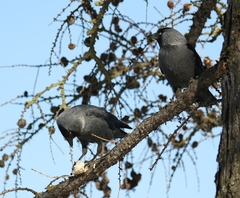 Corvus monedula