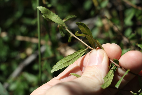 Image of Acalypha eremorum by (c) Greg Tasney, some rights reserved (CC BY-SA)