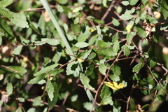 Acalypha eremorum