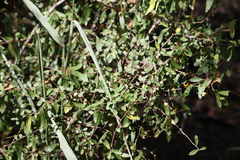 Acalypha eremorum