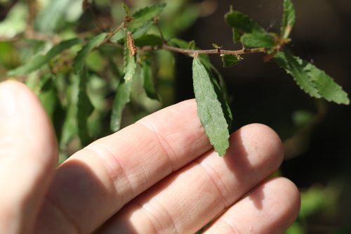 Image of Acalypha eremorum by (c) Greg Tasney, some rights reserved (CC BY-SA)