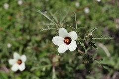 Hibiscus tridactylites