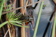 Ptychadena taenioscelis