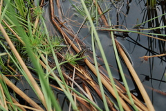 Ptychadena taenioscelis