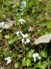 Viola blanda