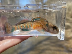 Etheostoma variatum