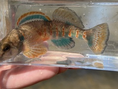 Etheostoma variatum