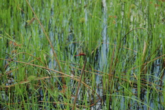 Urothemis luciana