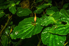 Peperomia pachystachya