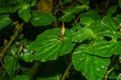 Peperomia pachystachya