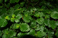 Peperomia pachystachya