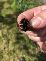 Bombus hortorum