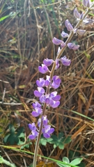 Lupinus caballoanus