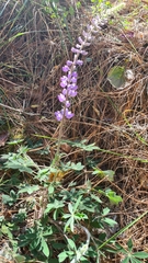 Lupinus caballoanus